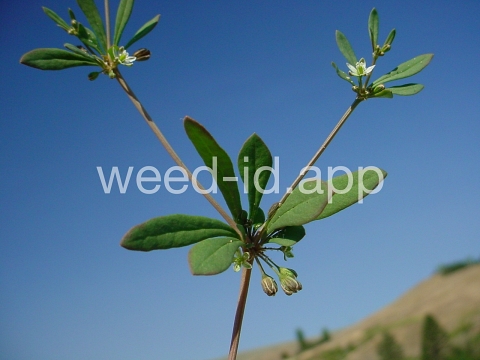 carpetweed